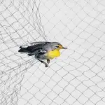 Nylon Mono Bird Net - Image 3