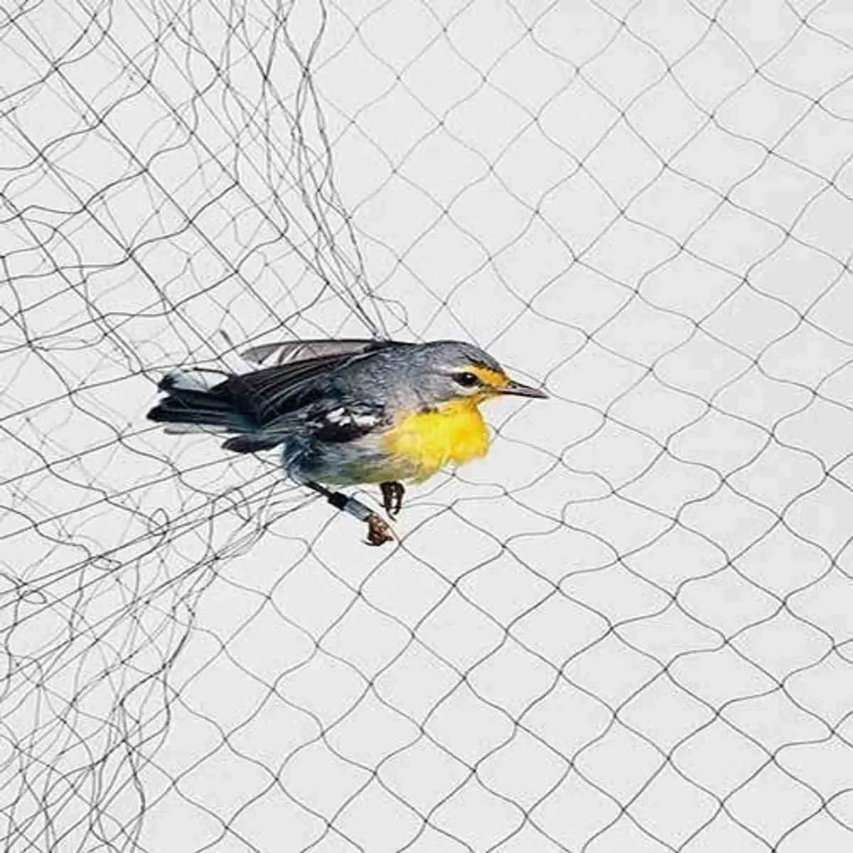 9 Nylon Multi Bird Net - Image 1